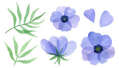 蓝色的花, 花瓣和叶子。水彩手痛苦的插图。隔离的元素.