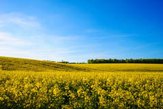 领域的黄色油菜对蓝蓝的天空