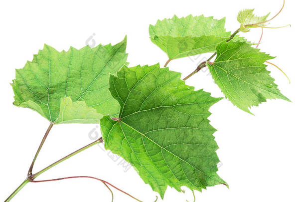 绿色藤本植物叶或葡萄叶子在白色背景。裁剪