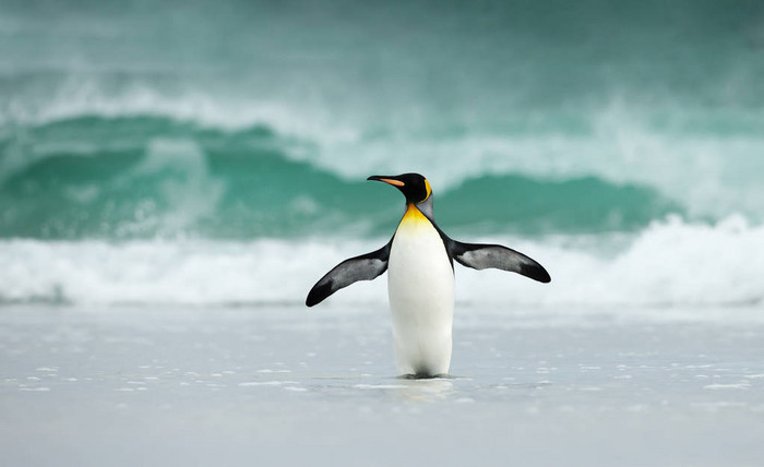 国王企鹅站在沙滩反对大浪