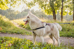 秋天，年轻的哈斯基狗在公园里散步