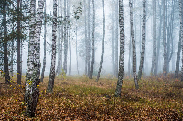 森林中的晨雾，<strong>绿意</strong>盎然的绿叶，白杨树特写，拉脱维亚