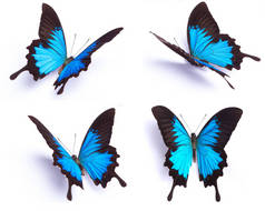 白色背景上的帕皮利奥 · 尤利西斯蓝蝴蝶