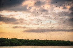 夕阳西下的天空中一群水果蝙蝠. 小飞狐，岛屿飞狐或变幻飞狐（Pteropus hypomelanus），果肉蝙蝠。 狐狸蝙蝠在日落的天空中飞翔.
