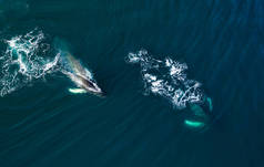 冰岛座头鲸的空中景观
