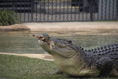 An eating crocodile