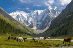 吉尔吉斯斯坦山上阳光灿烂的草地上的野马