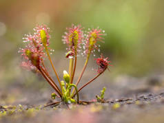 春露（Drosera intermedia）是一种食虫植物，属于春露属。被树叶缠住的昆虫.