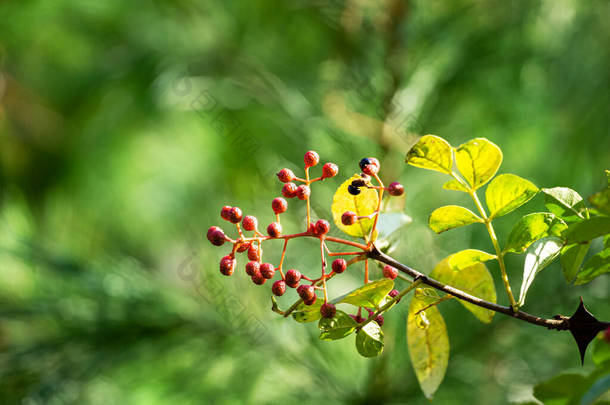 五味子红果、刺灰、牙痛树、黄木、覆盆子或四川胡椒在秋天的花园上呈<strong>淡</strong>绿色。新墙纸的背景、自然背景概念