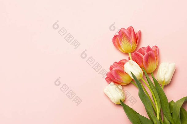 粉红色背景上的粉红色和白色郁金香芬芳。<strong>春节假期</strong>的概念明信片三月八日母亲节班纳平躺在地上，俯瞰四周.