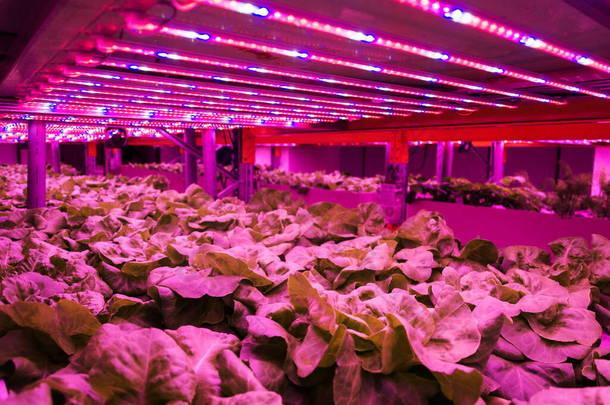 水产养殖与水栽相结合，在室内人工照明下在水中培育植物的水生植物的水生植物系统中，在生菜上方的特殊LED灯带