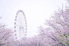 樱花在春天盛开，樱桃树后的粉色摩天轮