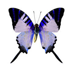 蓝色蝴蝶在白色背景下被隔离