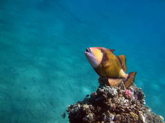 这种触发鱼长到75厘米，以珊瑚、海胆和甲壳类动物为食.