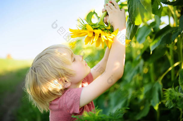 在向日葵地里散步的学龄前男孩。孩子们在玩大花，玩得很开心。小孩在探索自然为好奇儿童举办的暑期活动.