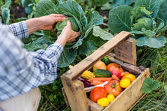 花园里的一个农民用木箱收集卷心菜和蔬菜.