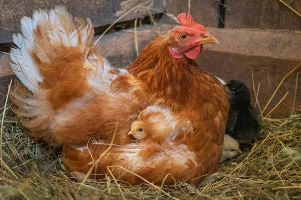 一只母母鸡和新孵出的小鸡一只小鸡从鸡翅膀下面往外看