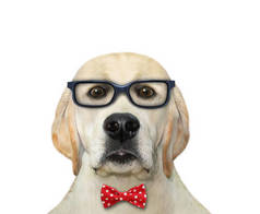 一个戴着红色领结和眼镜的狗教授。白色背景。被隔离了.