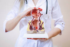 身穿白衣的女医生揭示了内脏器官的位置。直肠假人：痔疮、脂肪组织和肌肉组织、括约肌、粘膜.