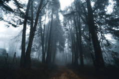 冬季热带森林中的云雾林、雾林和松树林、雾林和松树林