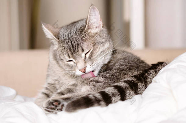 一只家养的胖灰猫坐在沙发上洗澡水。猫卫生。有选择的重点。家里的那只猫.兽医诊所、猫的图片