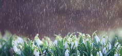春花雪滴雨，背景美丽新鲜野花，水滴