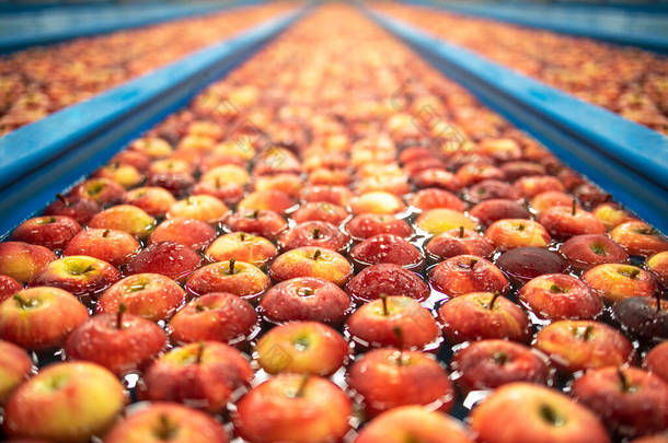 水运池中漂浮的苹果在<strong>水果</strong>食品加工<strong>装</strong>配厂清洗、分拣和运输的近景.