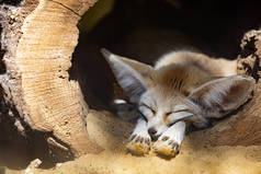 睡觉的小狐狸或甜点狐狸。可爱的动物或野生动物肖像