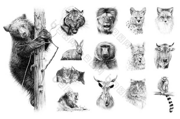 手绘一套14只动物，素描图形，白色背景的单色插图（原件，无痕迹）)