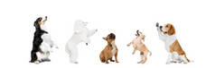 由不同品种的滑稽狗组成的艺术拼贴，在白色的工作室背景上显得孤立无援.