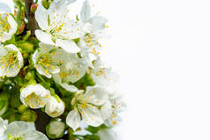 白色的春花在白色的背景上.母亲节快乐，母亲节贺卡快乐