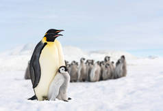 两只企鹅和它们的宝宝，在南极的企鹅家庭，孤立的帝企鹅，企鹅抱着它们的宝宝