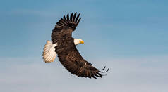 美国秃头鹰在朦胧的蓝天中飞翔，展翅飞翔