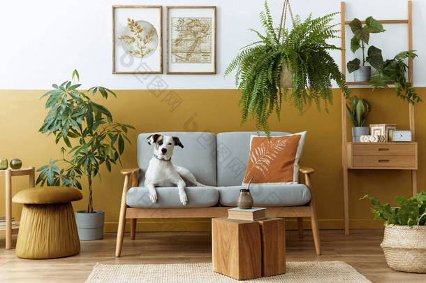 客厅内饰时尚时尚，配有设计<strong>家具</strong>、金袋、植物、模型招贴画框、地毯、<strong>饰品</strong>和漂亮的狗躺在舒适的家居装饰沙发上。模板.