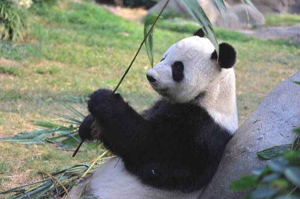 2021年11月18日大熊猫在海洋公园的一个动物园里吃竹叶