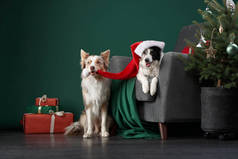 两只圣诞装饰品中有趣的狗，鹿角。绿色的节日边境牧羊犬