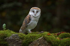 Europe wildlife nature. Owl on red meadow grass. Barn Owl, Tyto alba, flight above orange grass in t