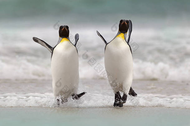 野鸟在水里大金企鹅游过福克兰群岛的海洋后，从蓝色的水里跳了出来。大自然的野生动物场景。来自海洋的有趣图像.