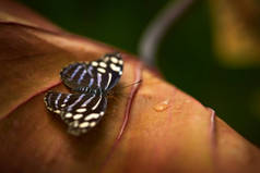斑纹紫色翅膀或白化蓝翼，蓝藻，蝴蝶在自然界的栖息地。科斯塔里瓦的漂亮昆虫，有黑色和蓝色的白色翅膀。美丽的蝴蝶来自哥斯达黎加.