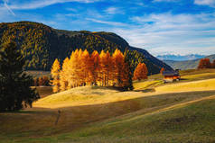 可爱的黄色落叶在阳光下.不同寻常的，华丽的景象。地点：意大利Bolzano-South Tyrol省Seiser Alm或Alpe di Siusi的Dolomiti 、 Compaccio村。美丽的