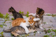 一群四只小猫咪在街上玩耍