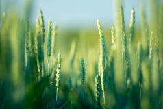 麦田金黄色的麦穗合拢.阳光下的乡村风景.草地麦田成熟穗的背景.丰收年概念