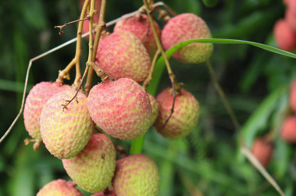 tasty and healthy litchi bunch in farm for harvest and sell