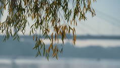 五彩缤纷的柳树矗立在城市桥的背景图上.绿黄的枝条挂在平静的湖面上.静谧的风景,金秋自然美丽的公园.平静的概念.