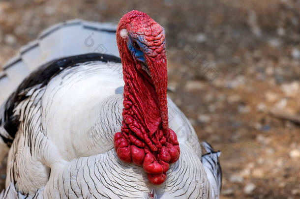 家养火鸡（Meleagris gallopavo domesticus） 。雄性家养火鸡通过展示挂在嘴上的势利眼、挂在喉咙上的大脑皮层和