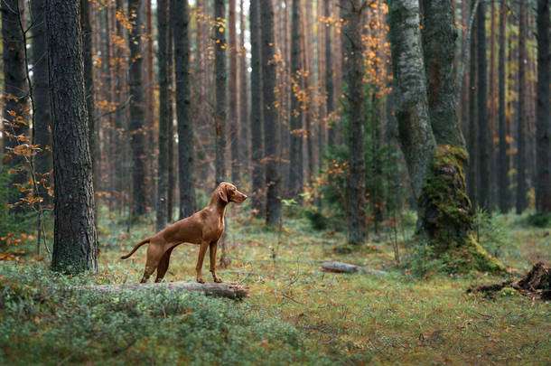 匈牙利维兹拉在秋天的森林里落叶中的宠物.自然中的大气照片