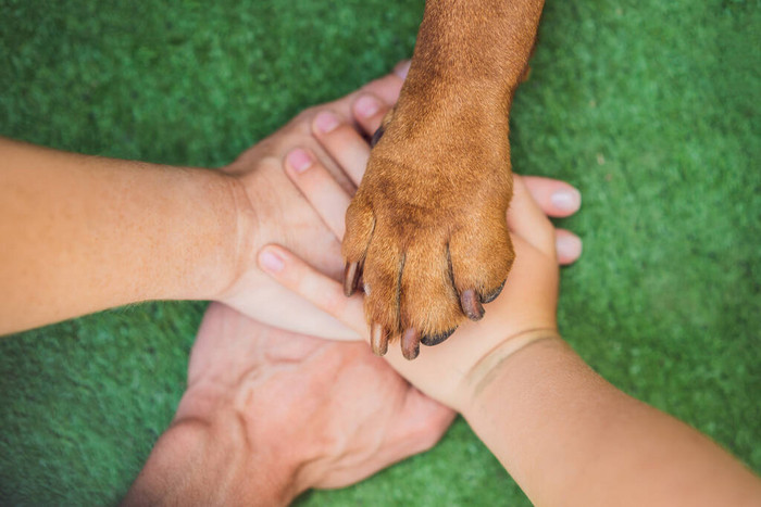 人类的手和狗爪是一个团队争取动物权利帮助