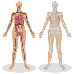 人体解剖学的女人