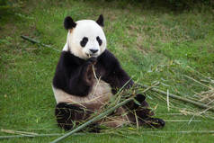 大熊猫 (大熊猫)
