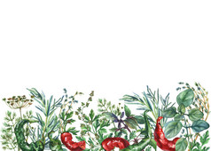 水彩的药草和香料框架。手绘食物对象︰ 罗勒、 迷迭香、 欧芹、 牛至、 百里香、 莳萝、 结草、 绿色和红色的辣椒，白色背景上.